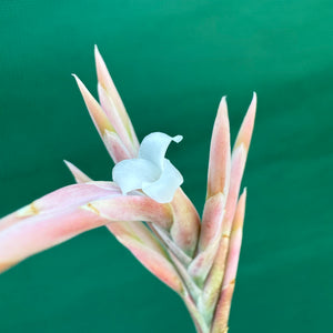 Tillandsia - rosacea ex. LH NEW