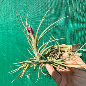 Tillandsia - albertiana x stricta ‘Fire & Ice’