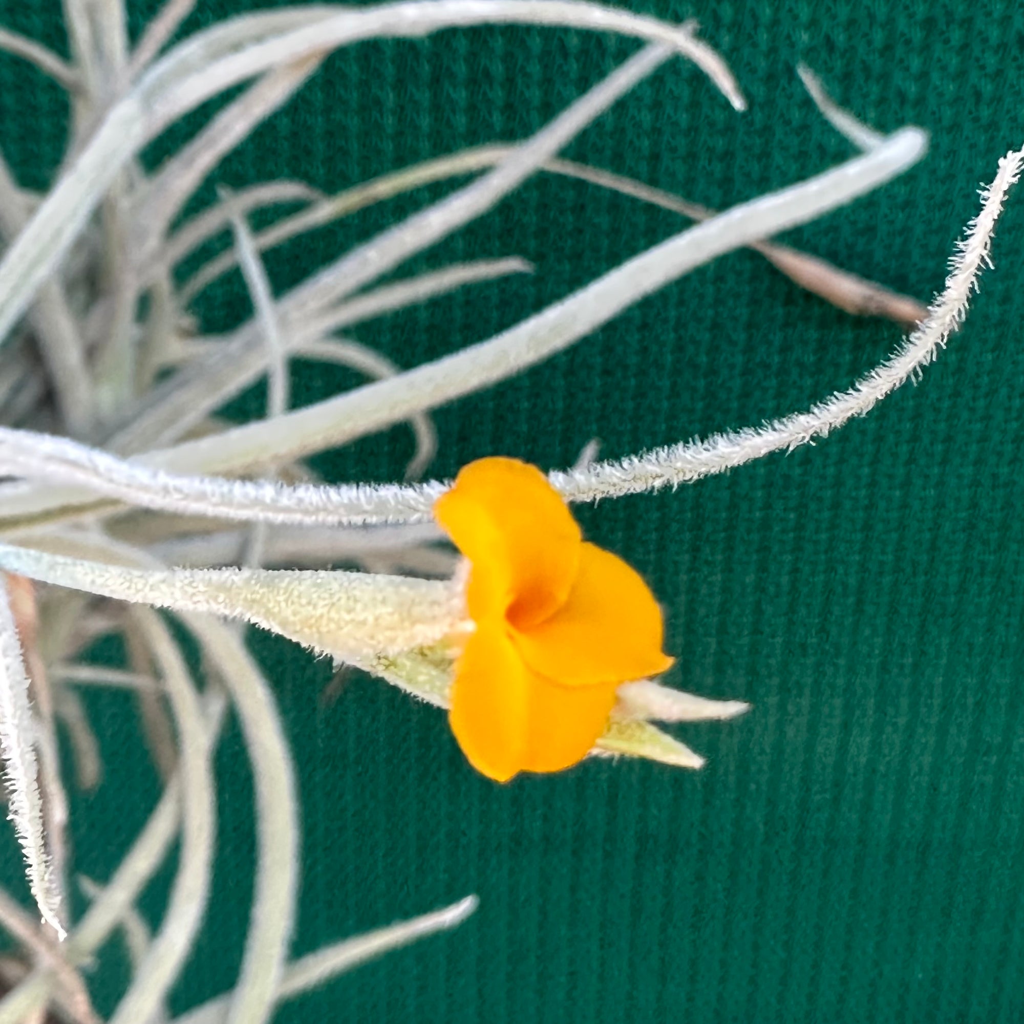 Tillandsia Orange Rainbow 速達発送 Tillandsia Orange Rainbow 速達発送 - メルカリ