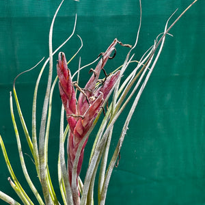 Tillandsia - Veteran x bulbosa ‘Belize’ ex. GS