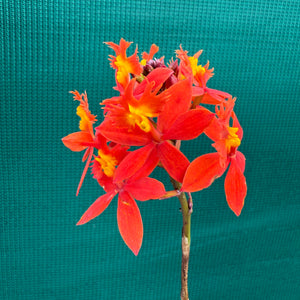 Epidendrum ‘Hybrid Orange’