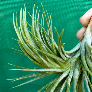 Tillandsia - funckiana x ionantha ex. BG