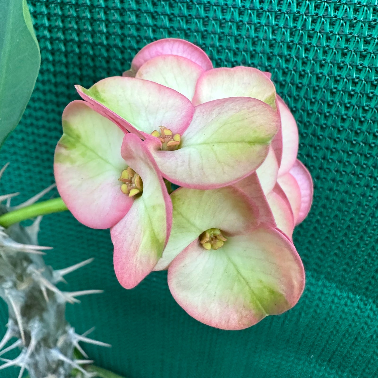 Poysean - Euphorbia milii P032