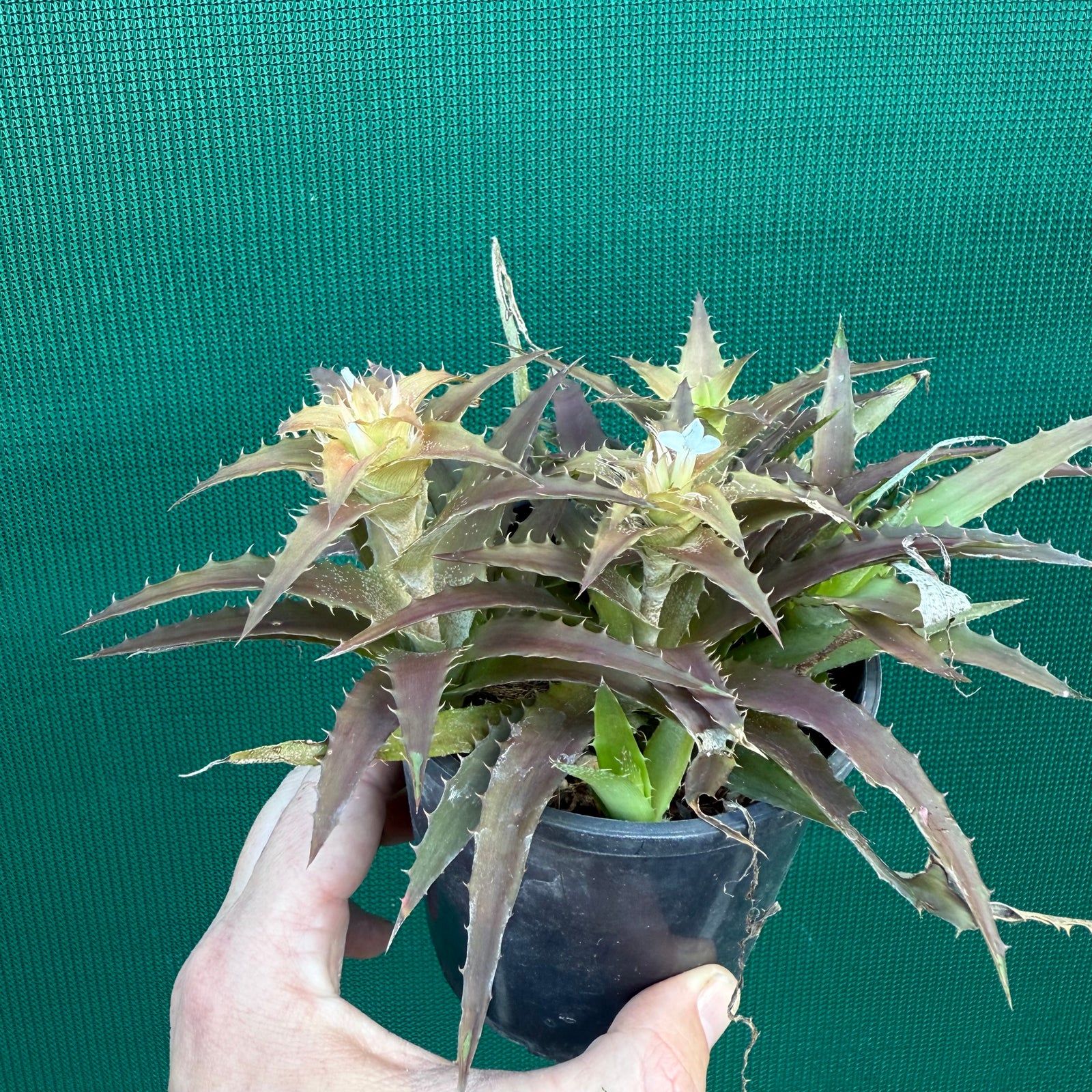 Orthophytum ‘What’ ex. Kable