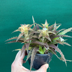 Orthophytum ‘What’ ex. Kable