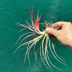 Tillandsia - Yandina NEW