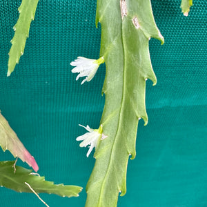 Lepismium houlletiana f. houlletiana (Yellow) - R42