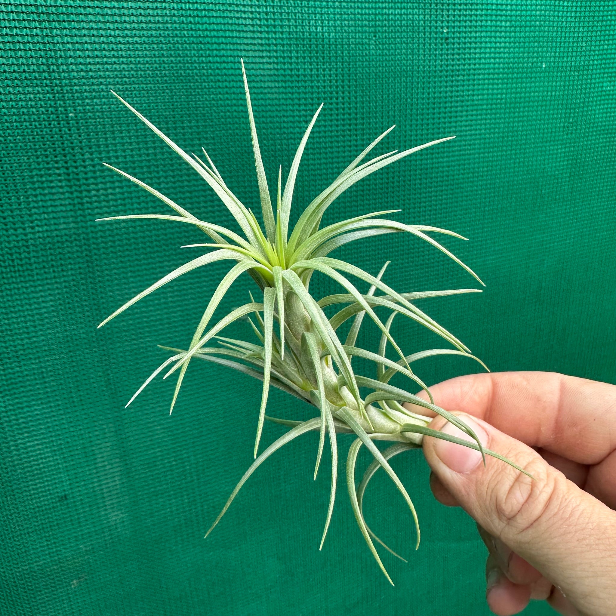 air plant long Tillandsia - araujei 'Long Caulescent' ex. PT