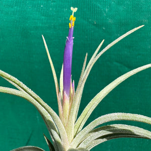 Tillandsia - ionantha x stricta ex. RM