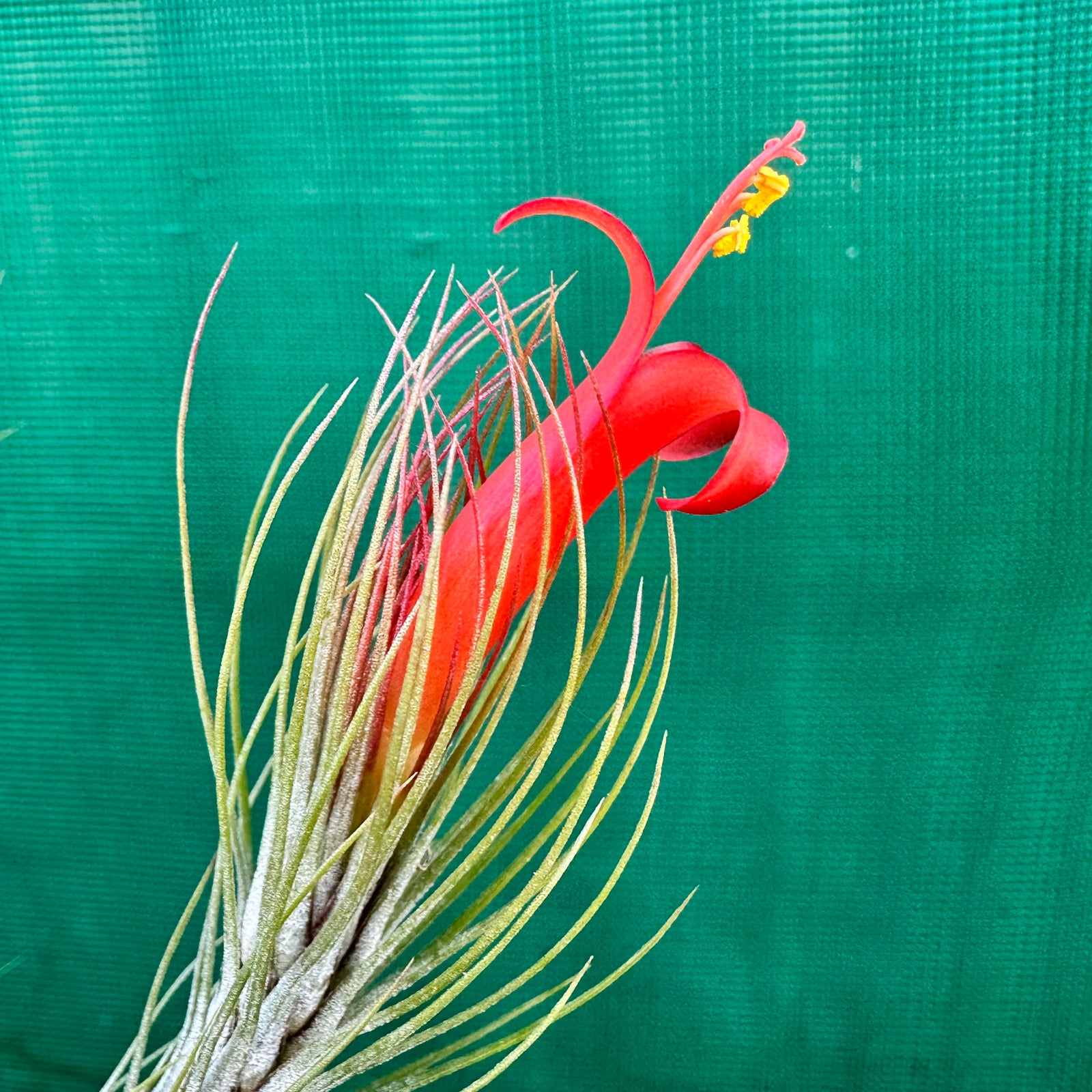 Tillandsia - funckiana ‘Very Strict Form’ ex. PT