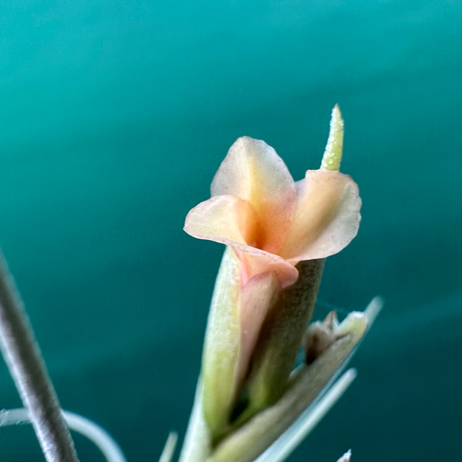 Tillandsia - Robinson’s Delight ex. GN