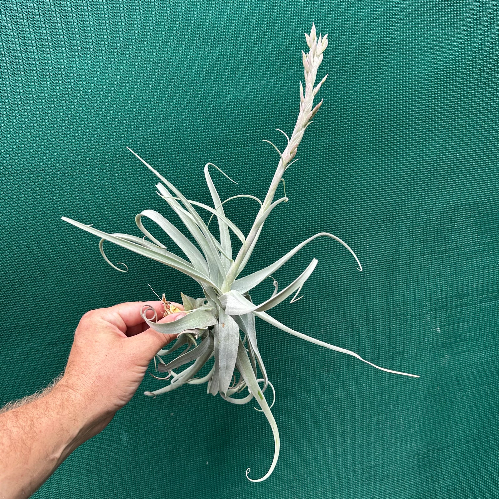 Tillandsia - Don Malarkey RFI ex. PT