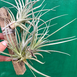 Tillandsia - Kardinal ex. Holm