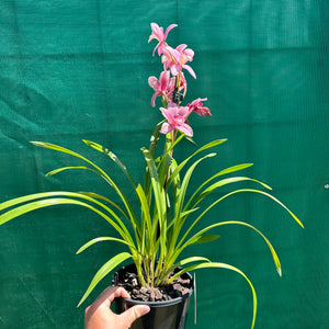 Orchid - Cymbidium ‘Paddy Green’