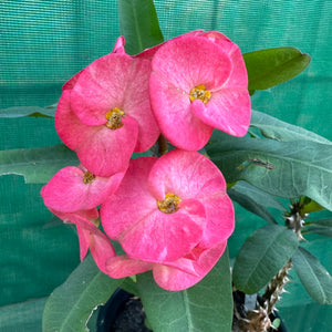 Poysean - Euphorbia milii P100