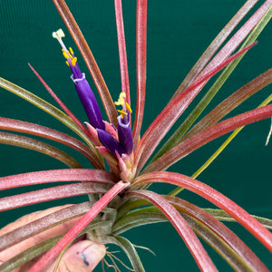 Tillandsia - ionantha Hybrid ex. PT NEW