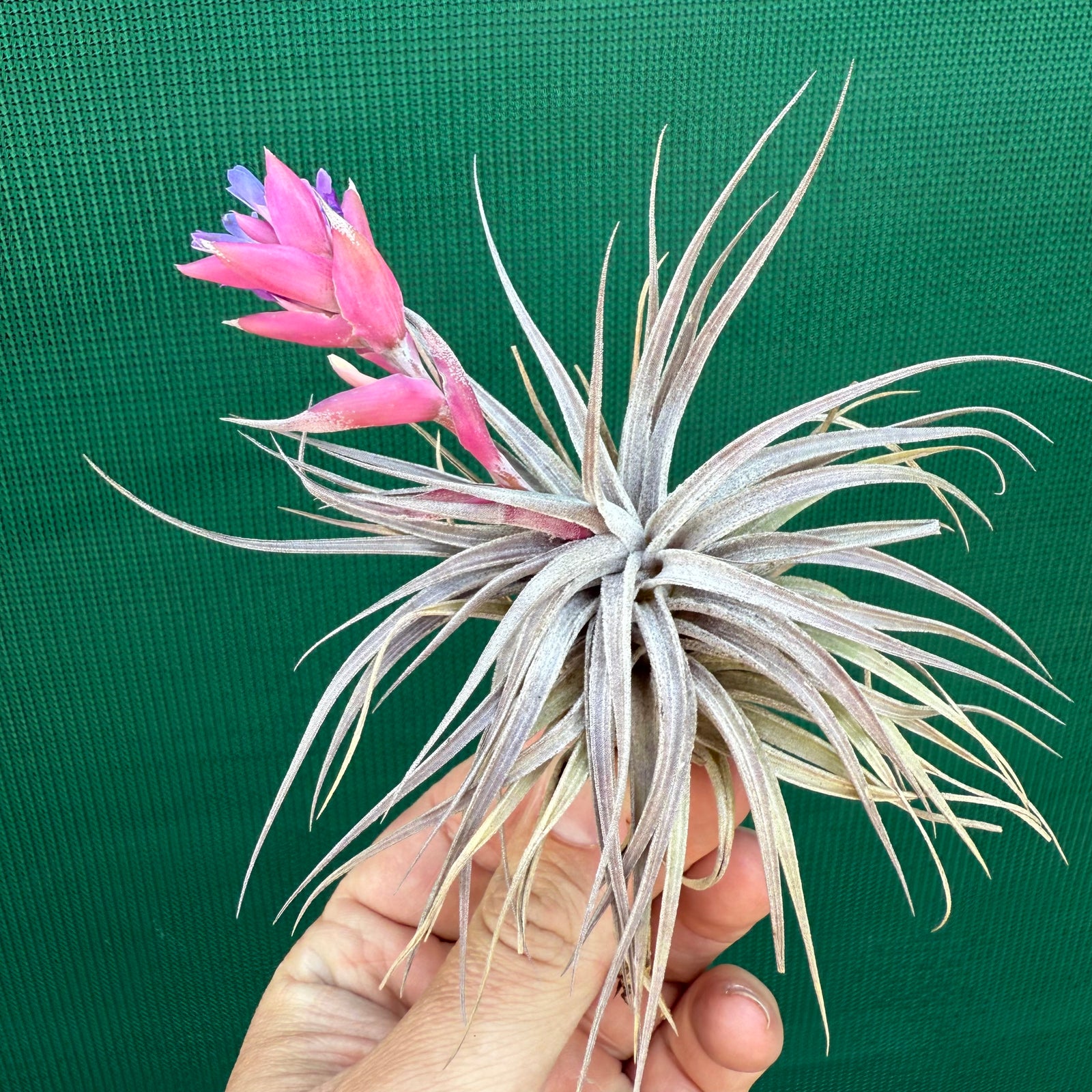 Tillandsia - Rosy Gem NEW