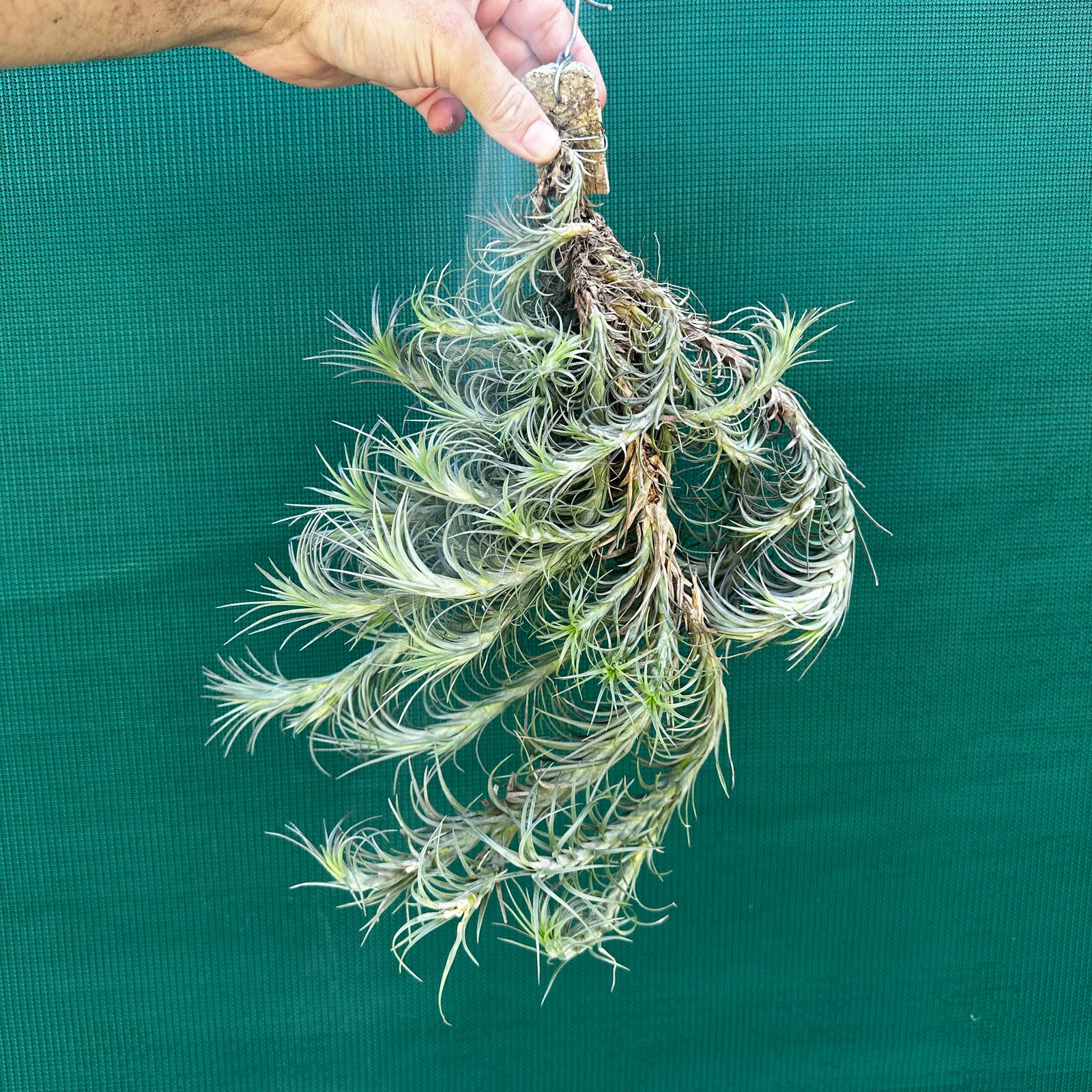 Tillandsia - Silver Comb ex. RFI