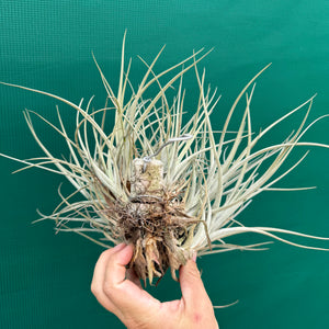 Tillandsia toropiensis ‘Typus’ (Mature Clump)