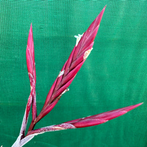Tillandsia - lorentziana ‘Dark Red’ ex. LH