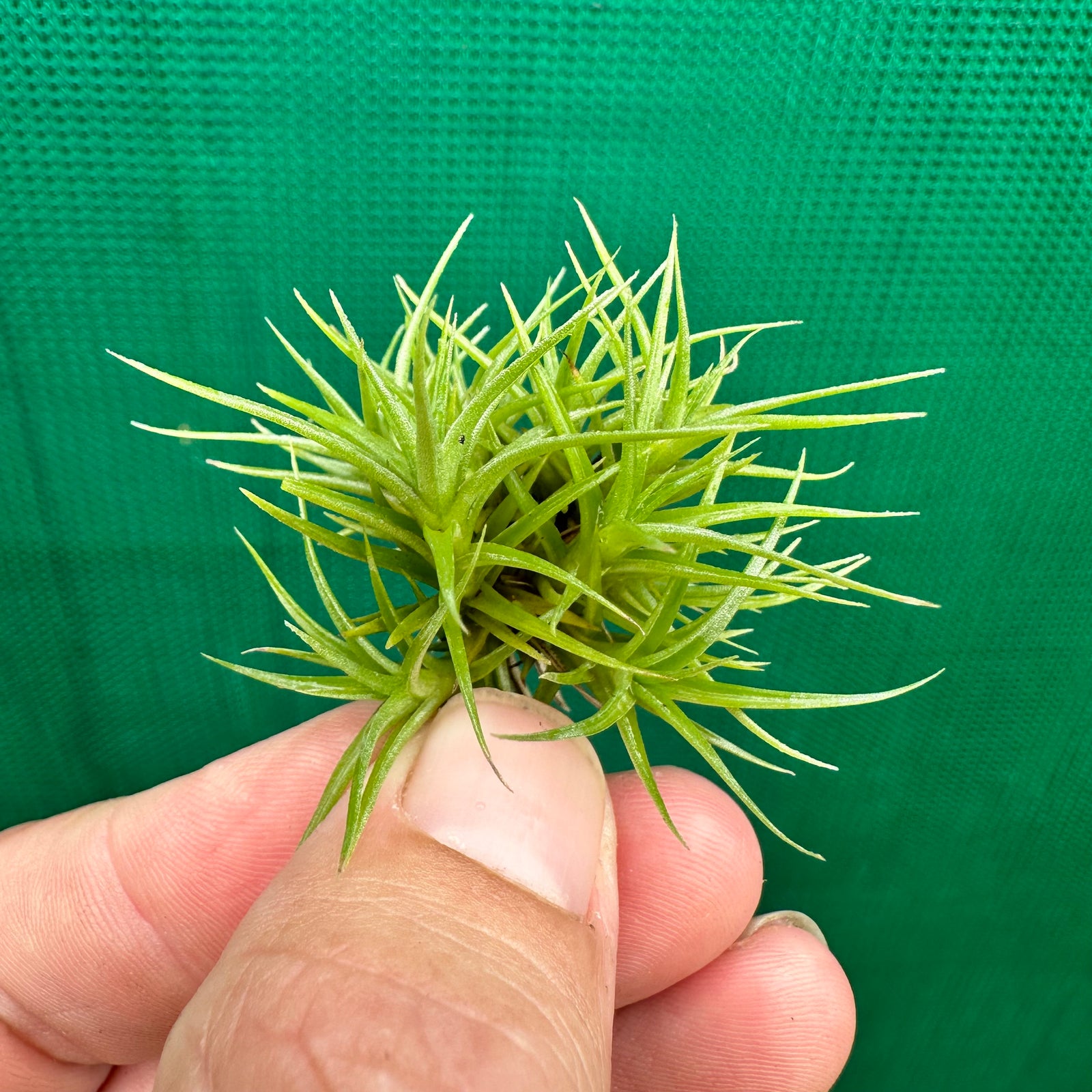 Tillandsia - aeranthos 'Minime' ex. CL