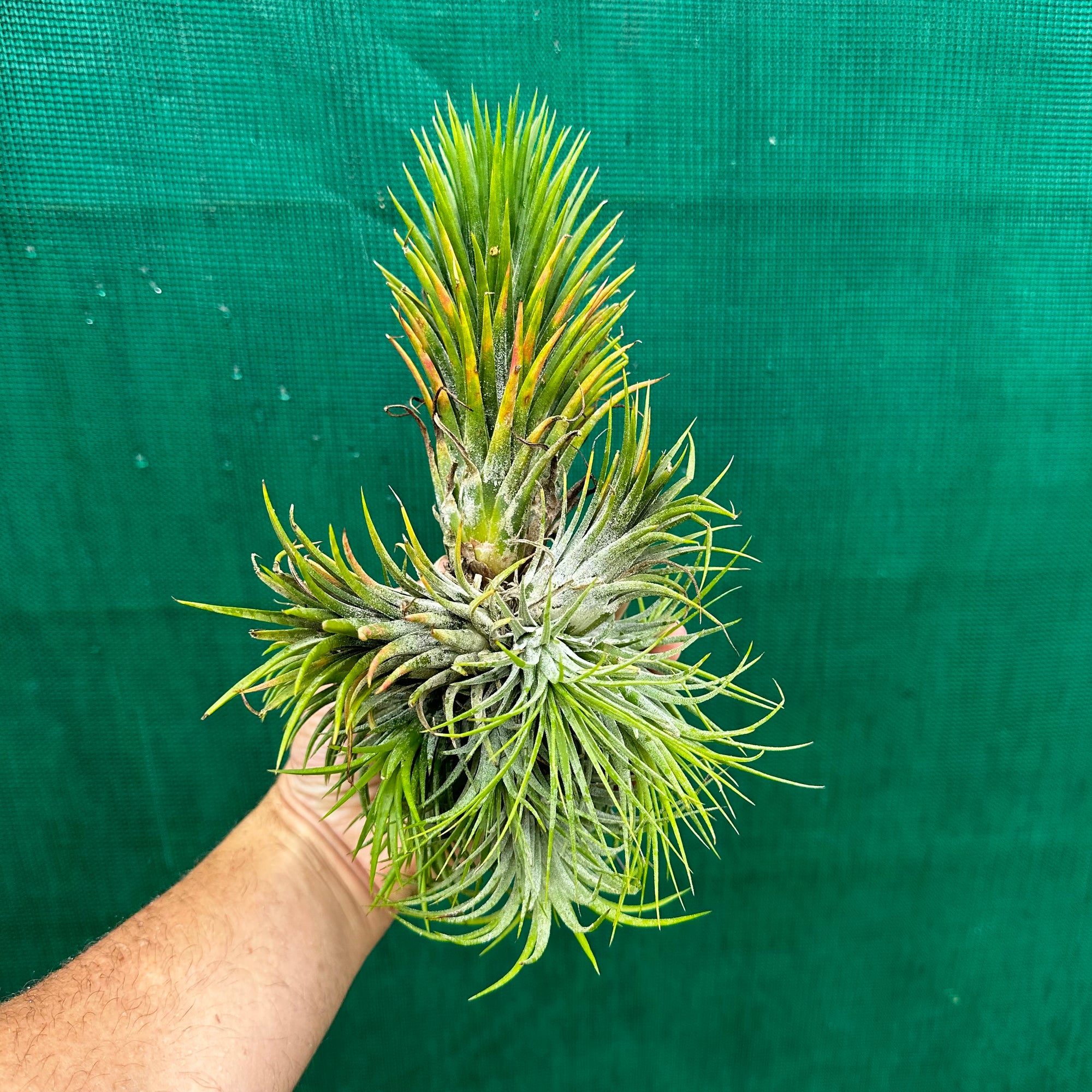 Tillandsia - ionantha 'Large Form' ex. NR - Air Plant Decor Tillandsia - ionantha 'Large Form' ex. NR - Air Plant Decor