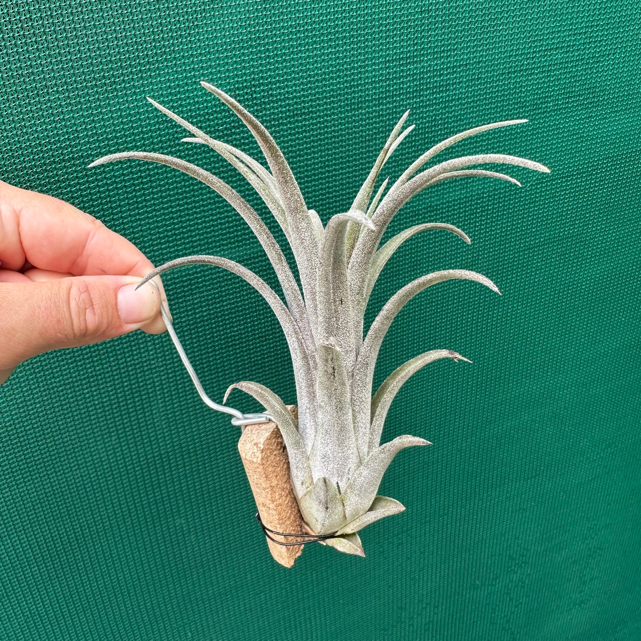 chiapensis air plant Tillandsia - Fuego x chiapensis ex. AP NEW