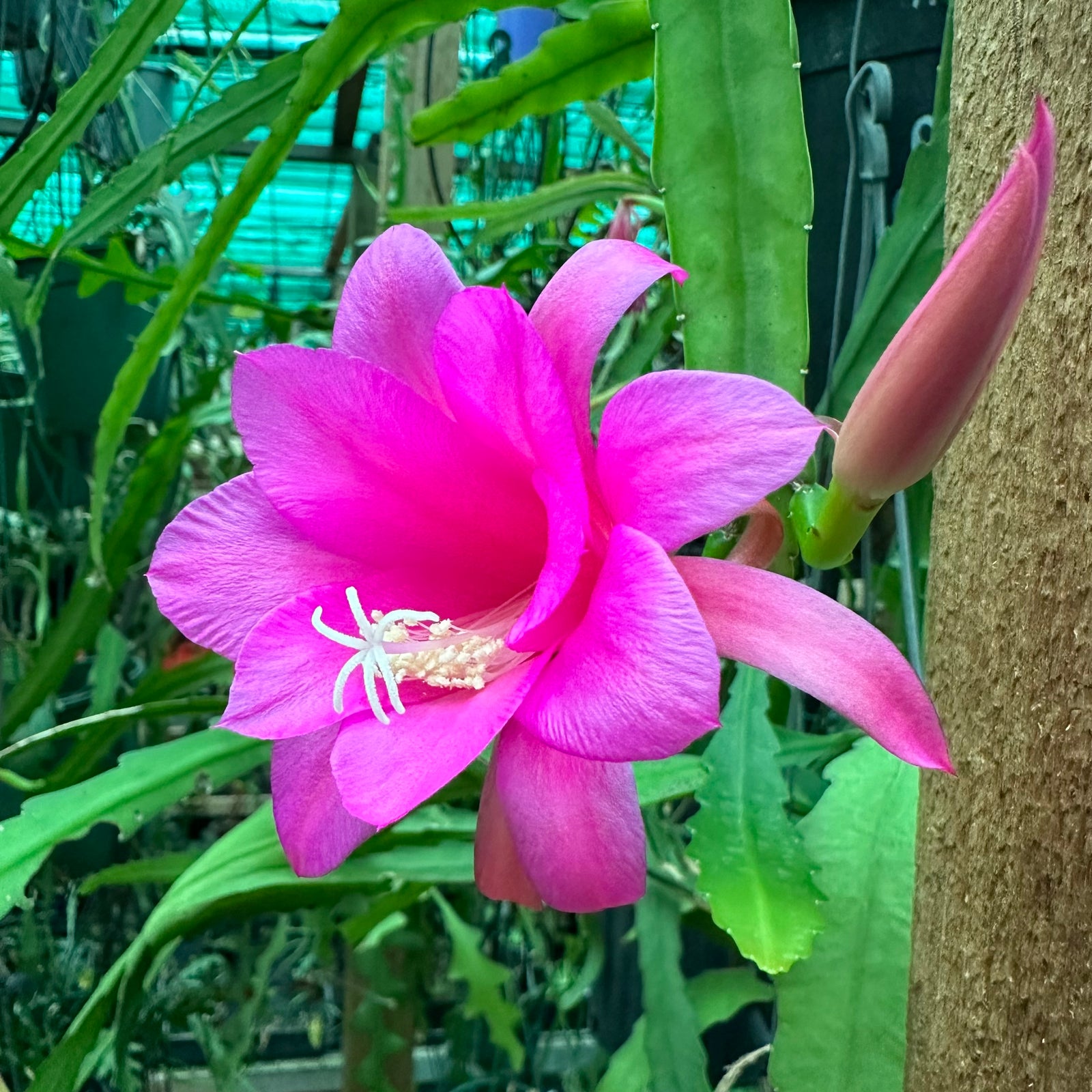 Disocactus Chiapis Nelsonii Mexico - EP7
