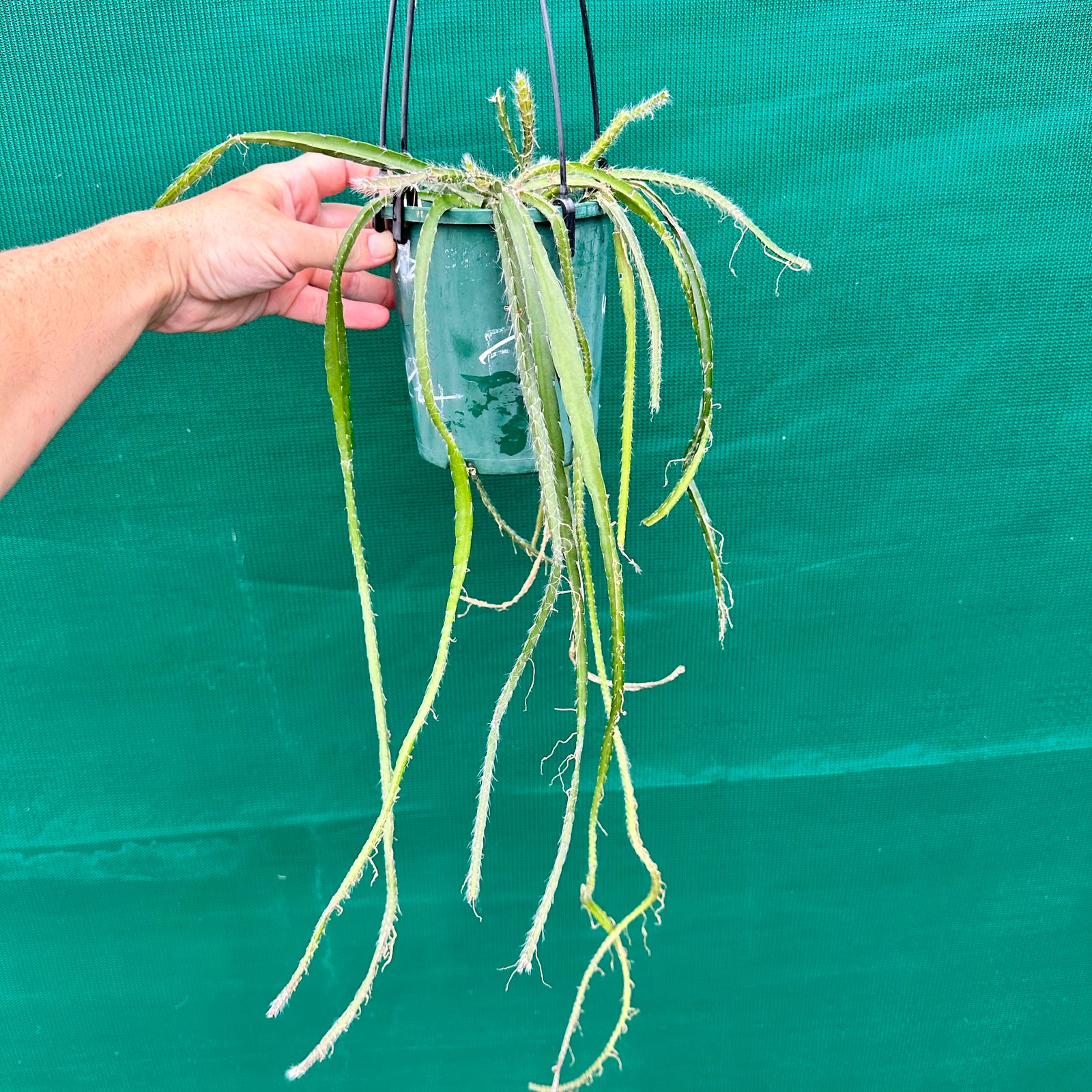 Lepismium cruciforme Pink - R40