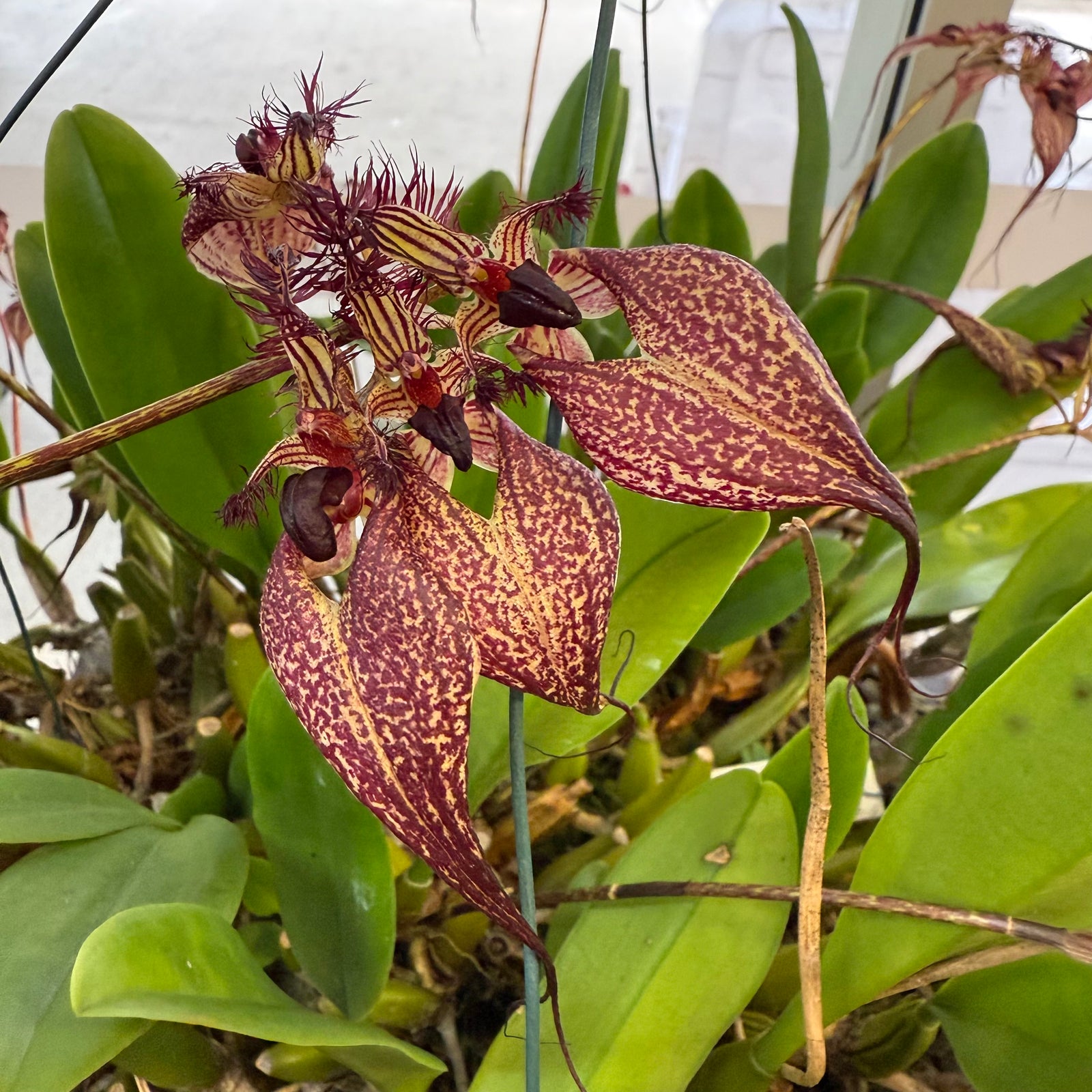 Orchid - Bulbophyllum rothschildianum