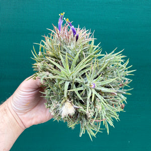 Tillandsia ionantha ‘BOE750’ (Mature Clump) NEW
