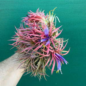 Tillandsia ionantha ‘BOE194’ (Mature Clump) NEW