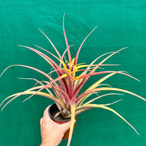 Tillandsia - capitata ‘Marron Chunky’ ex. Heid