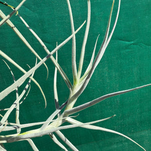 Tillandsia - arhiza ‘Goettingen’ ex. PT (Fragrant) NEW