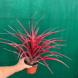 Tillandsia - capitata ‘Cuban Red’ ex. LK NEW