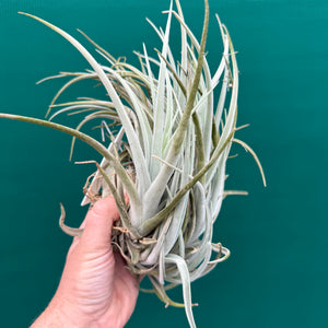 Tillandsia chilitensis ‘Large Form’ (Mature Clump) NEW