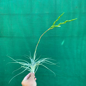 Tillandsia - albida x utriculata ex. PT