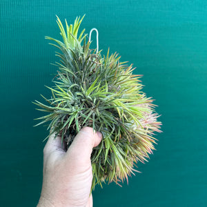 Tillandsia ionantha ‘Tall Orange’ (Mature Clump)