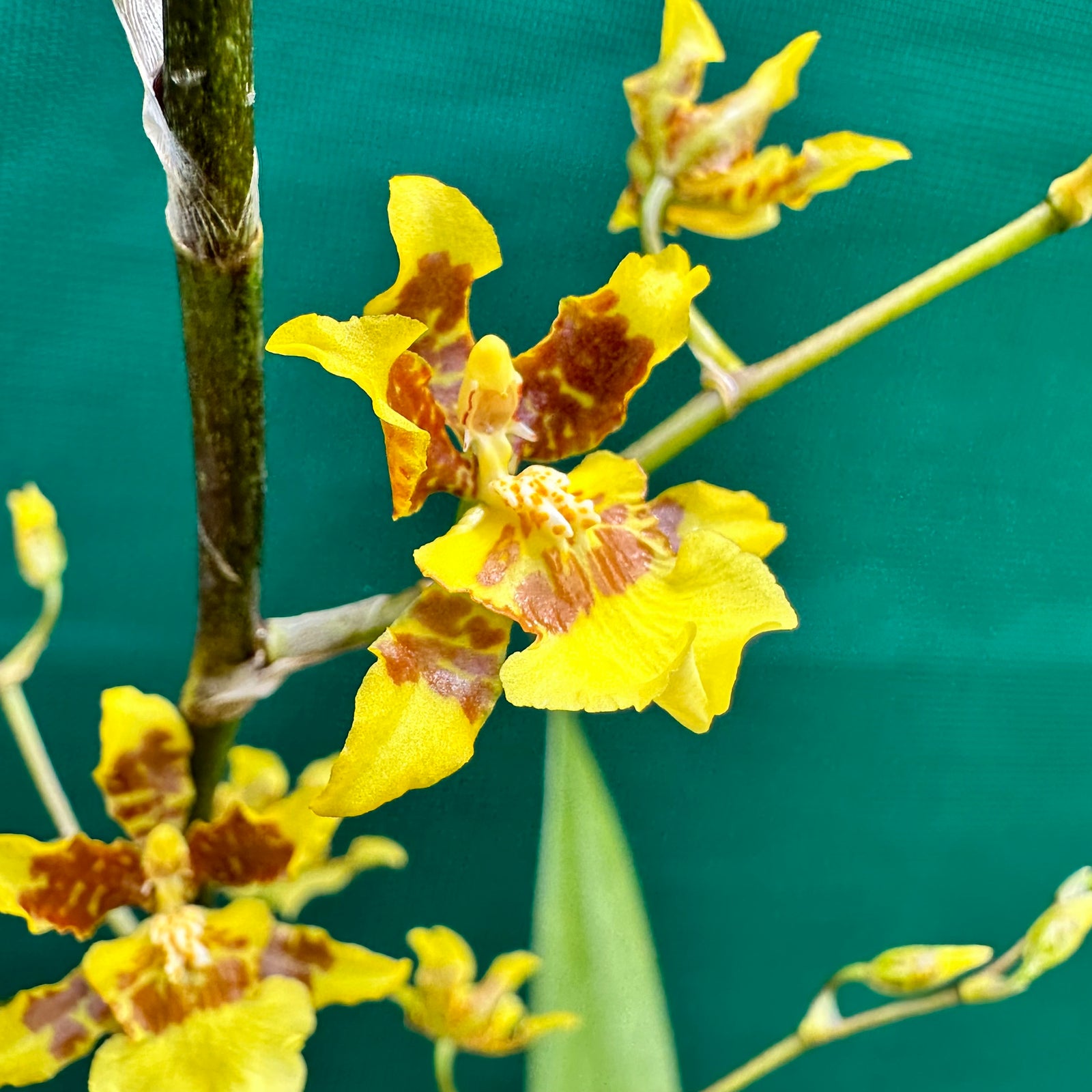 Oncidium ‘Dancing Lady’