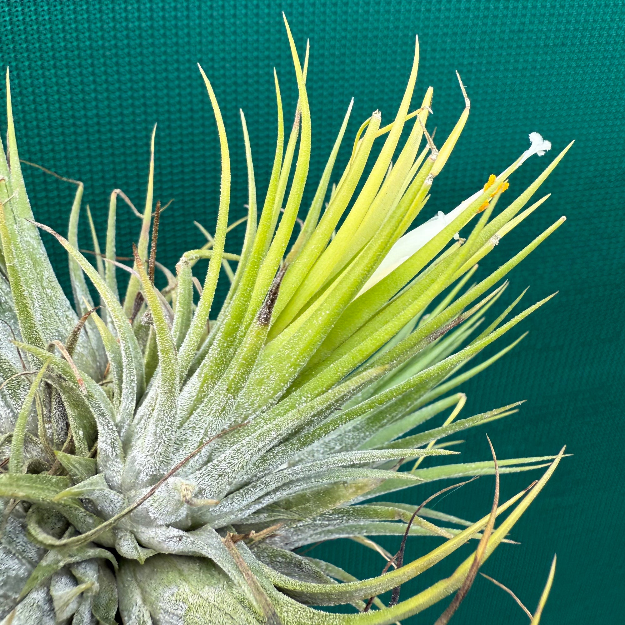 Tillandsia - ionantha 'White Knight' ex. Holm NEW - Air Plant Decor
