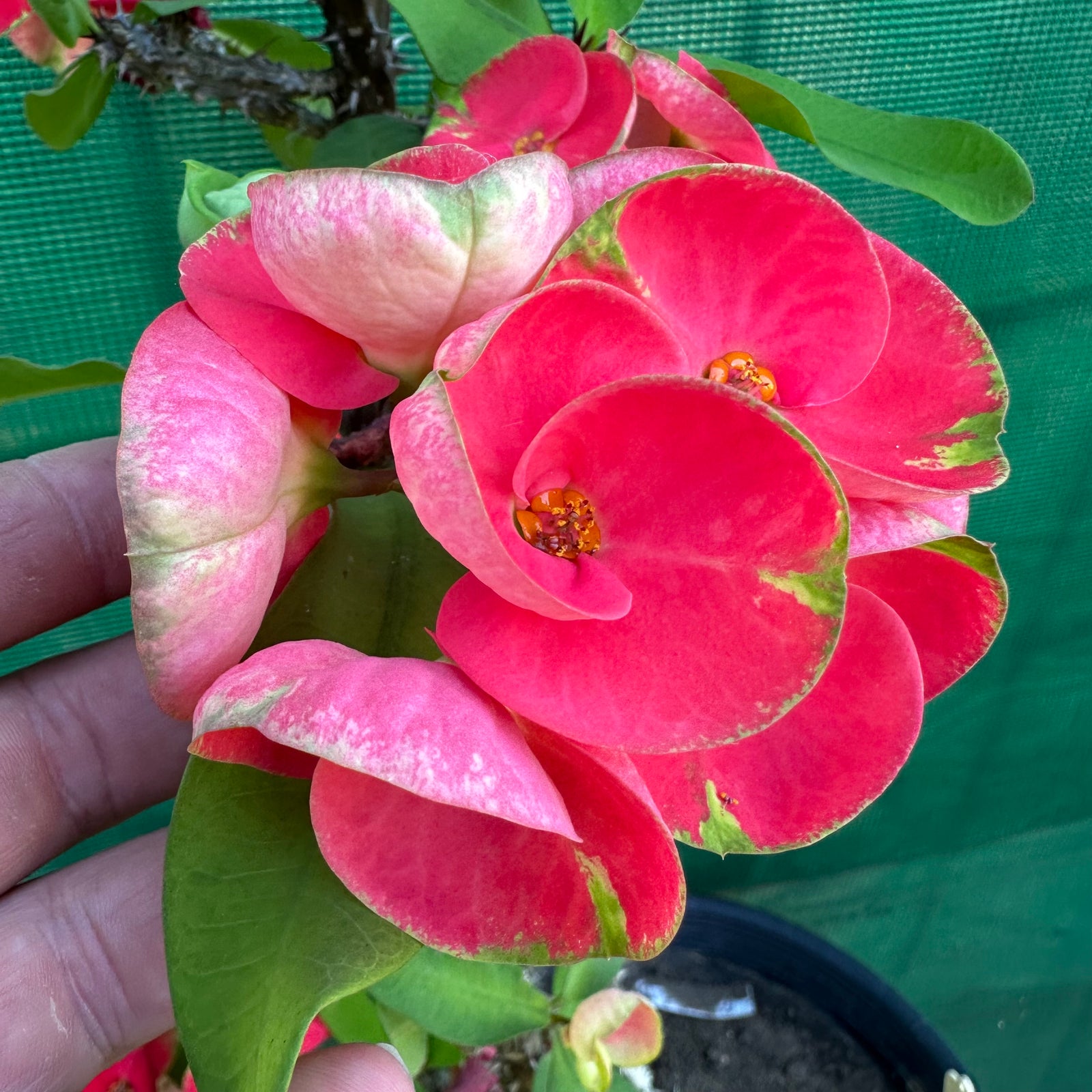 Poysean - Euphorbia milii P044