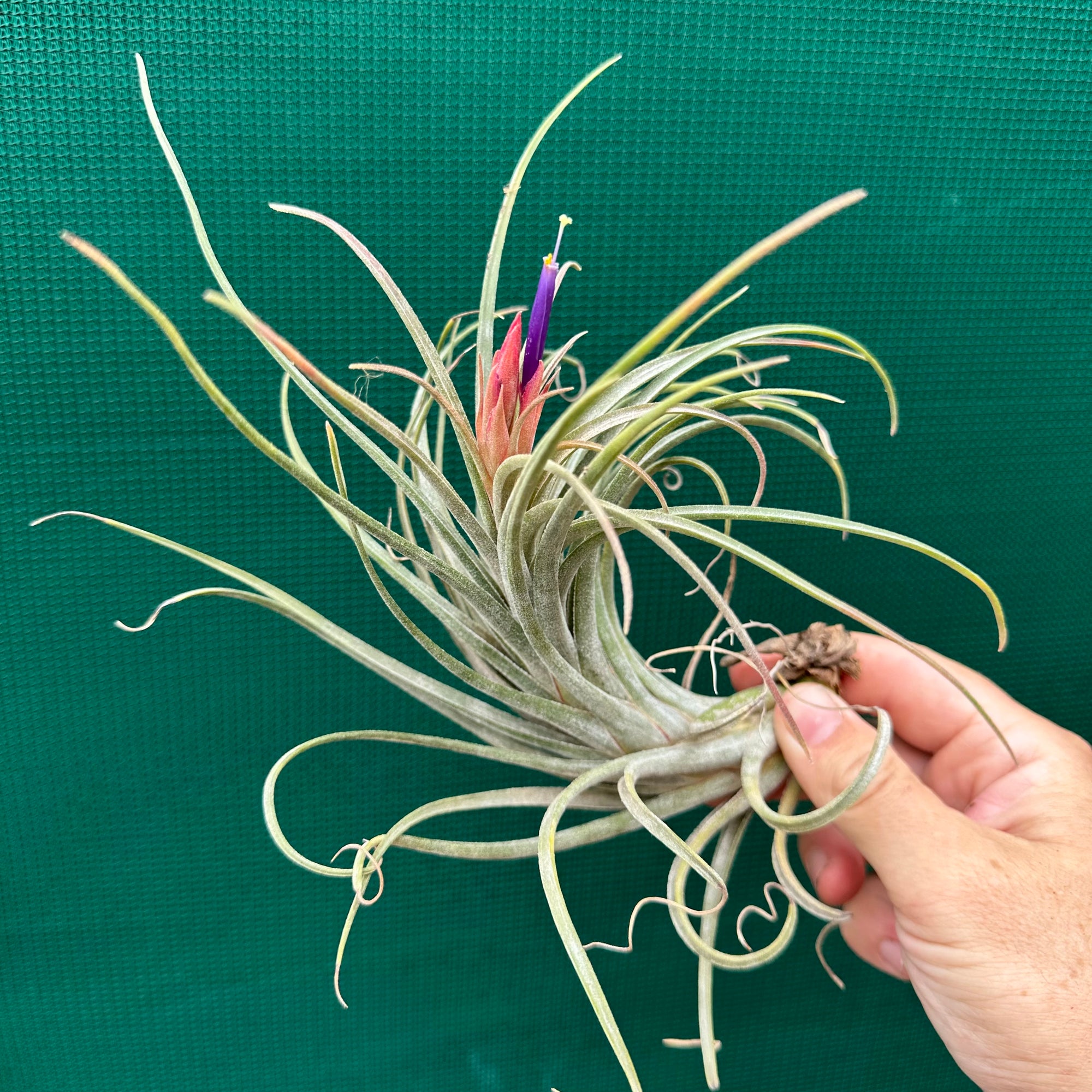 Tillandsia - circinata ex. JH NEW