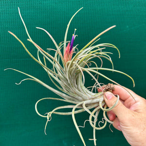 Tillandsia - circinata ex. JH NEW