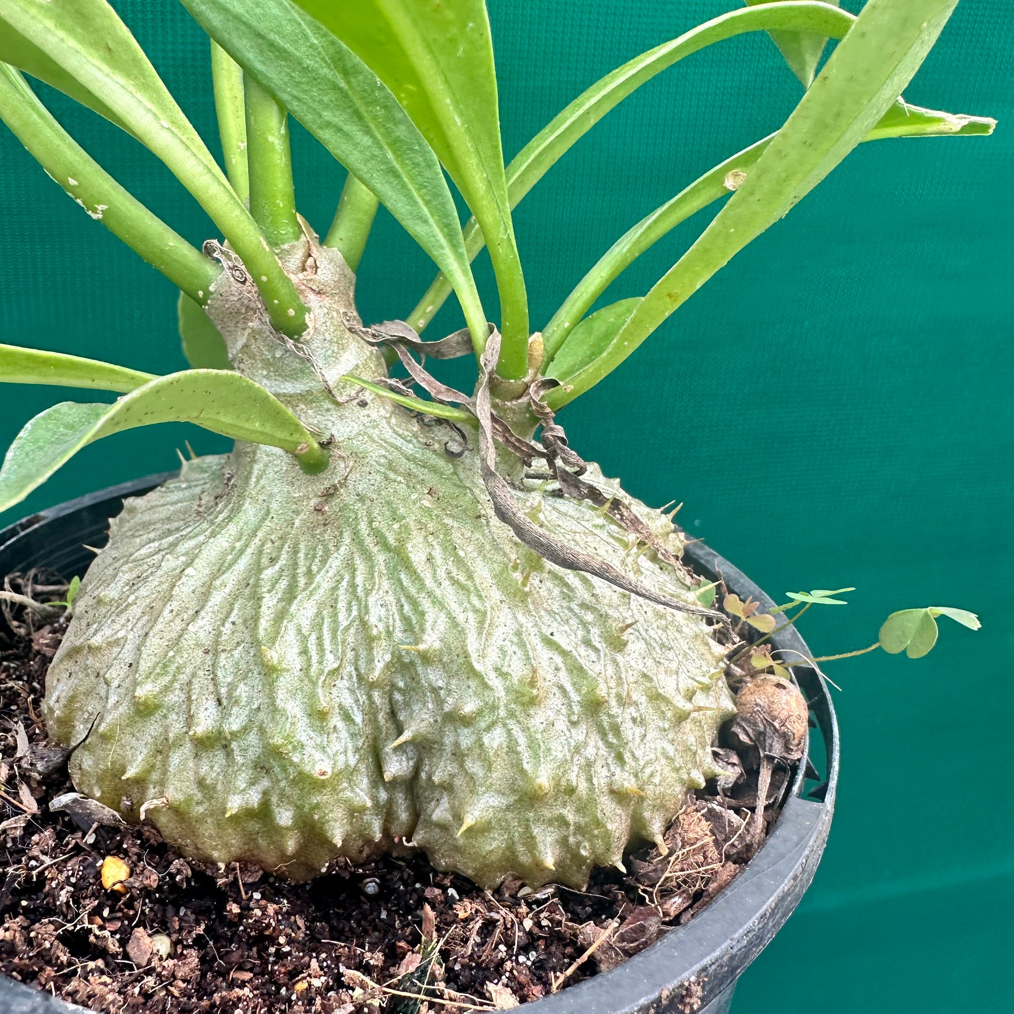 Ant Plant - Myrmecodia beccarii
