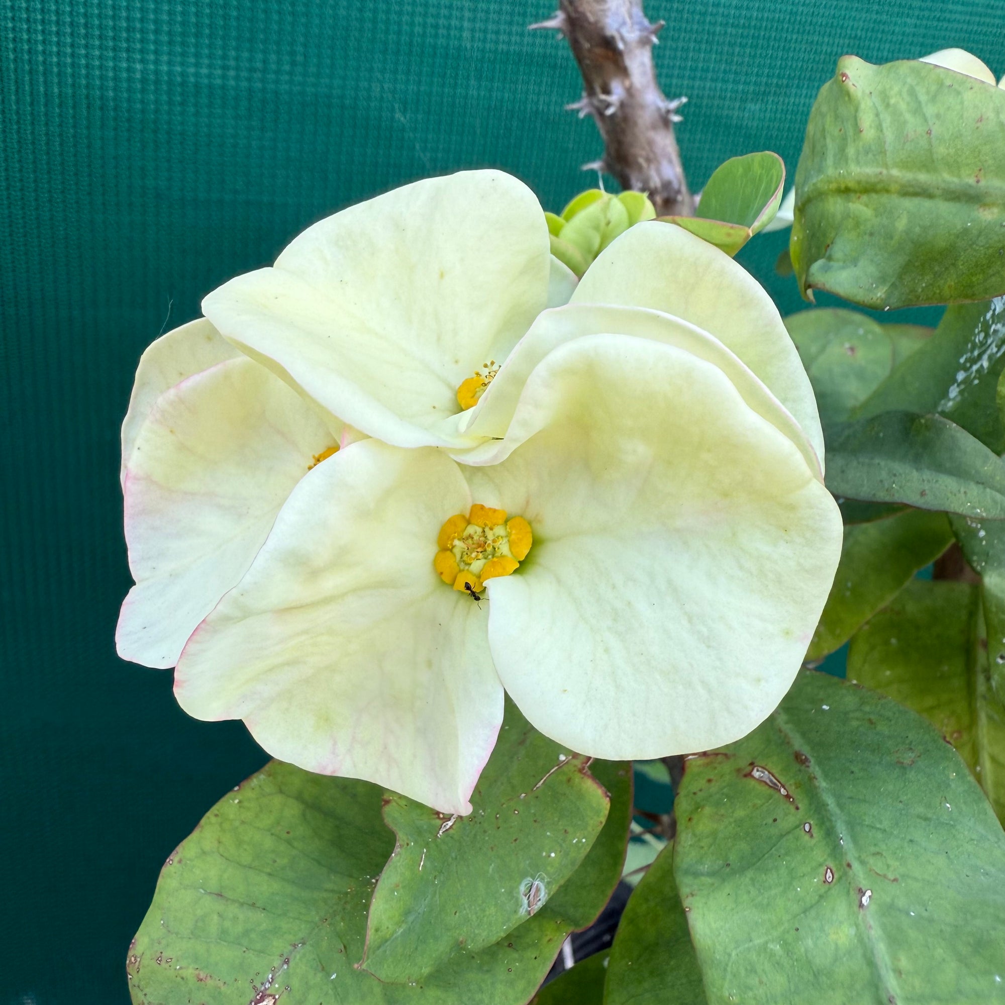 Poysean - Euphorbia milii ‘Giant Cream’ NEW