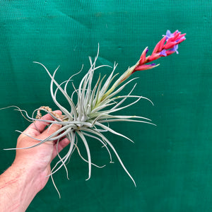 Tillandsia - Leon