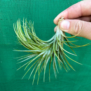 Tillandsia - funckiana x ionantha ex. BG