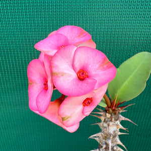 Poysean - Euphorbia Siam Hybrid ‘TubTim-Siam’ NEW