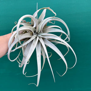 Tillandsia - xerographica