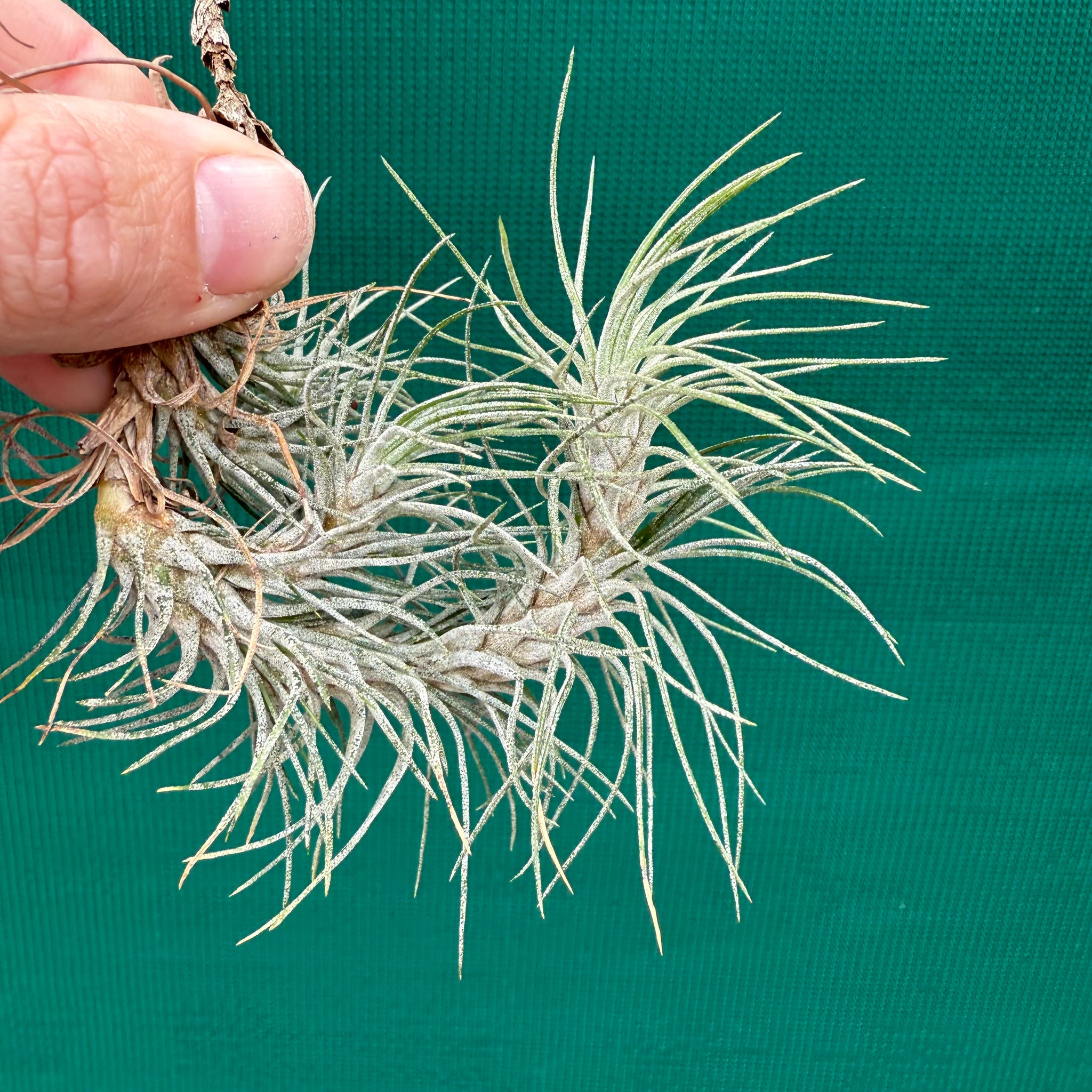 recurvifolia air plant Tillandsia - funckiana 'recurvifolia' ex. Gruber